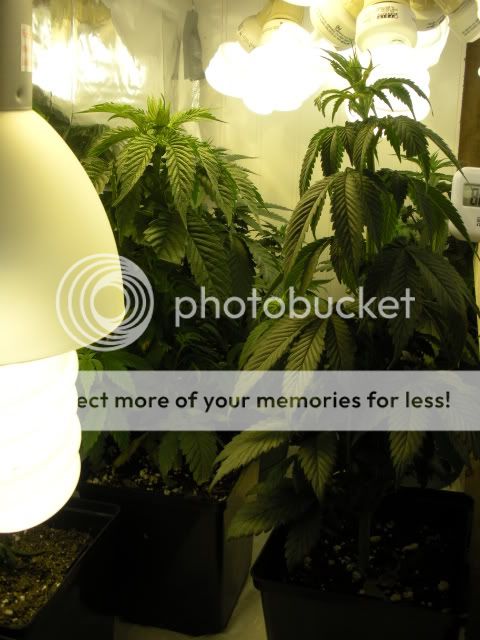 DSCN0619.jpg