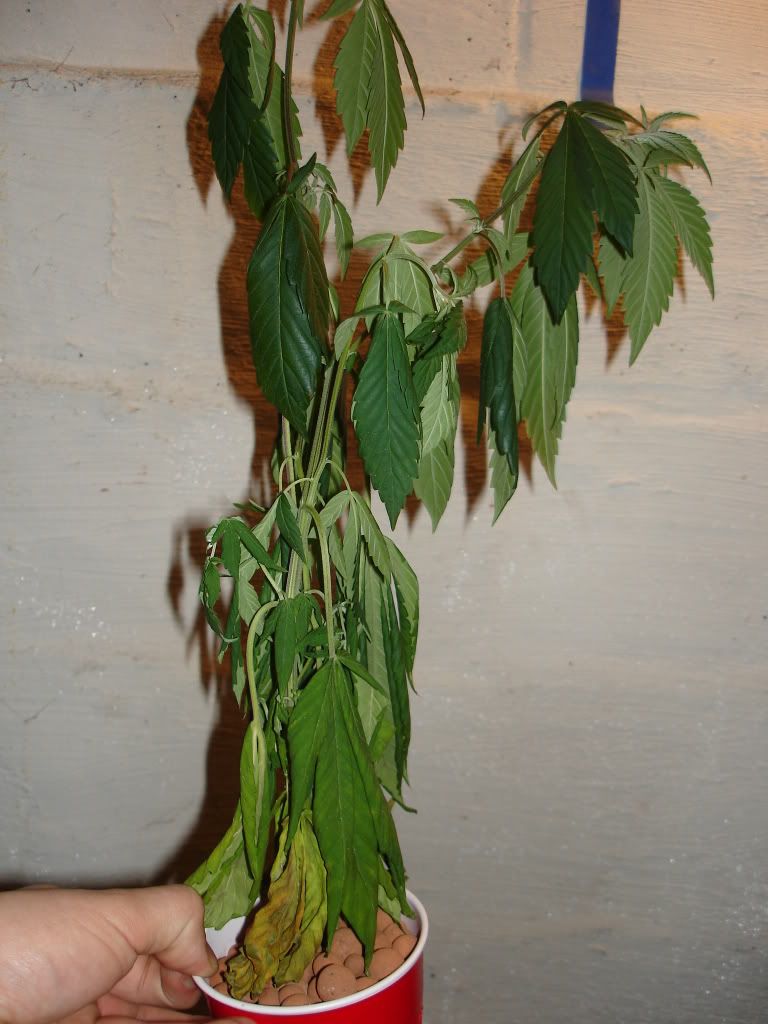 DSC03711.jpg