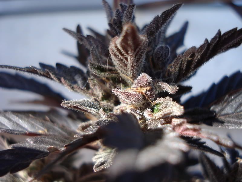 plant043.jpg