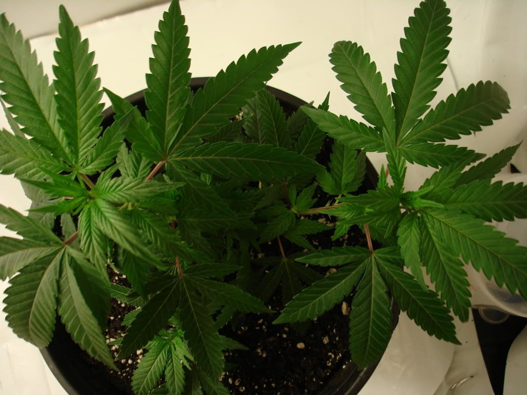 cannadentialday14top.jpg