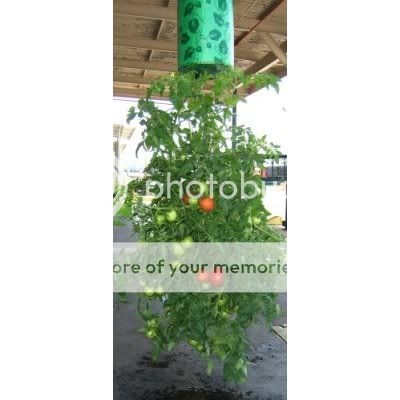 topsy-turvy-tomato_4.jpg