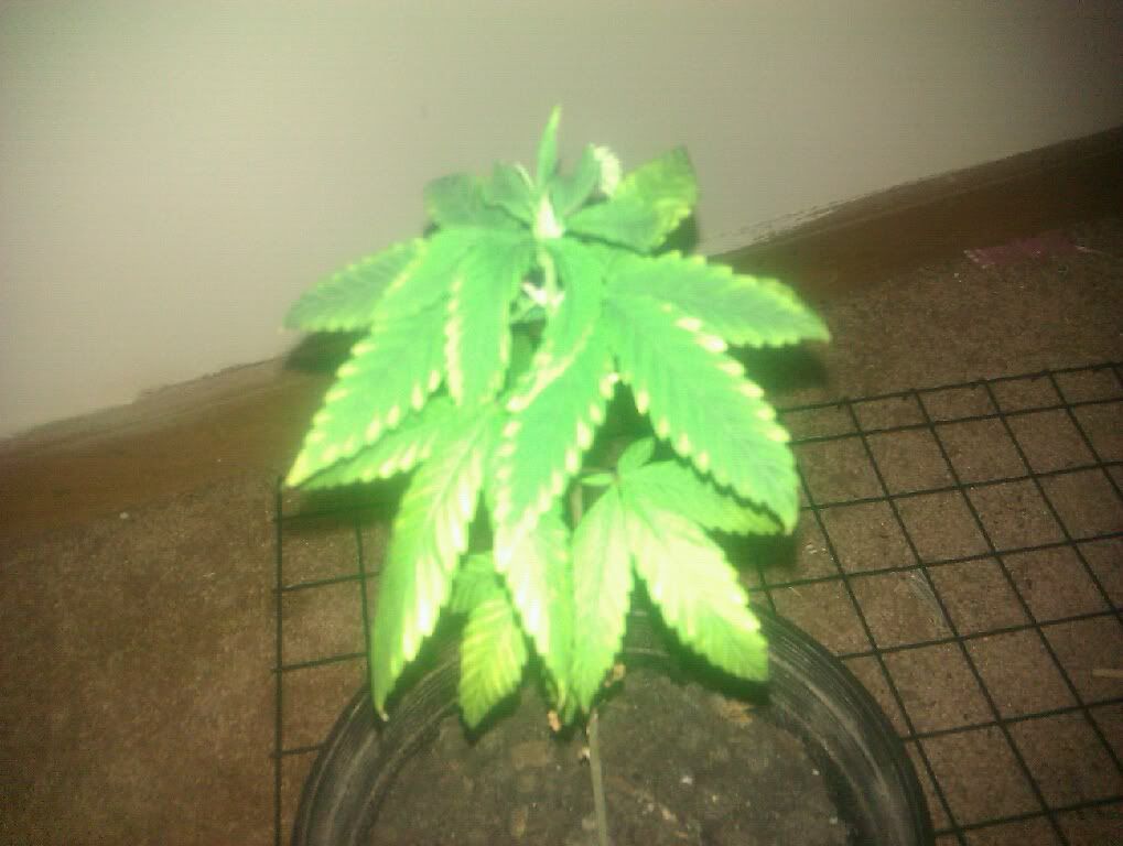 IMAG0561.jpg