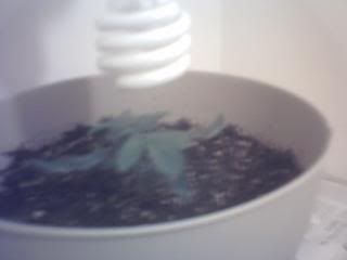 2DaysbeforeIstartflowering003.jpg