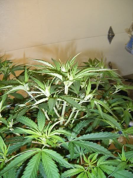 DSCF8161.jpg