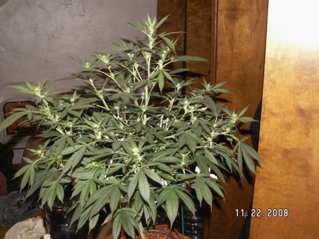 PICT0084.jpg