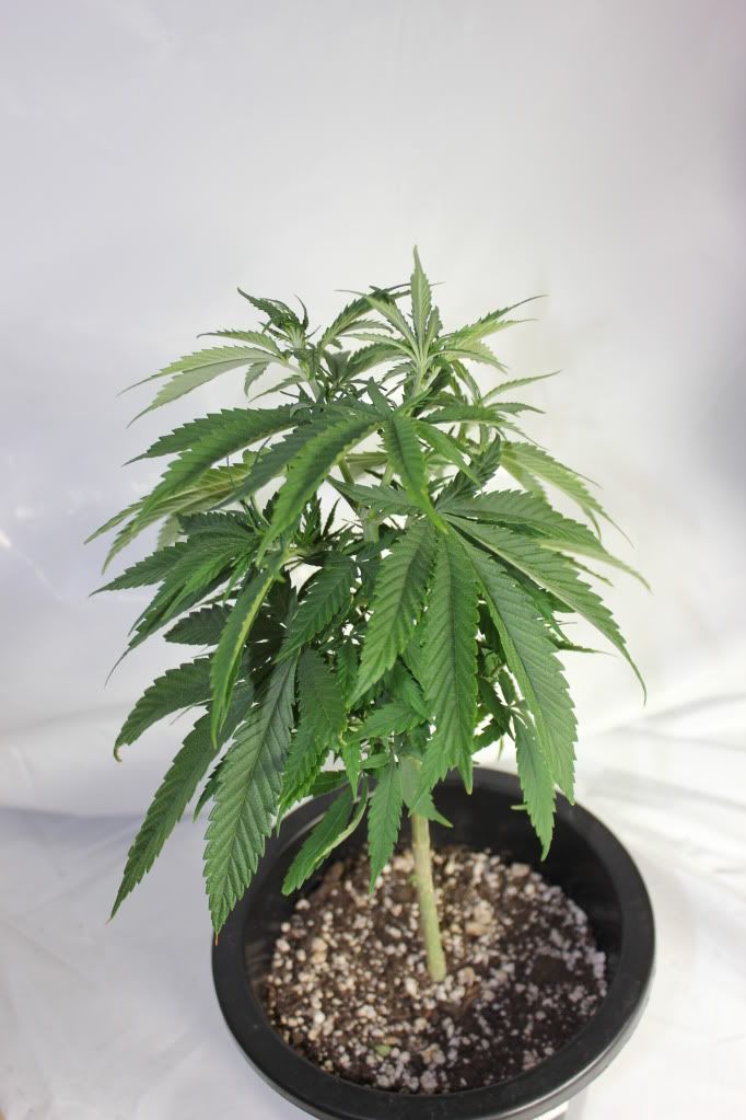 092_zps2ee97f84.jpg