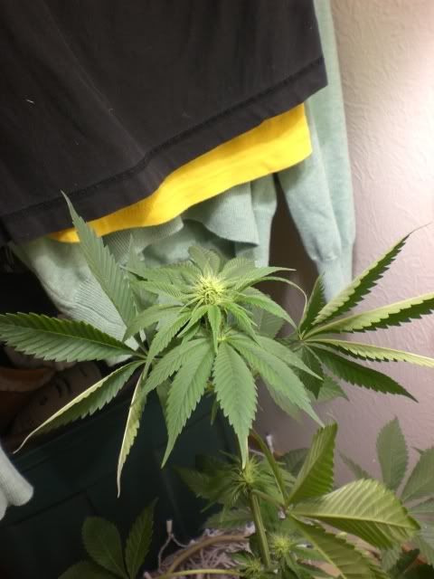 twistedleaf.jpg