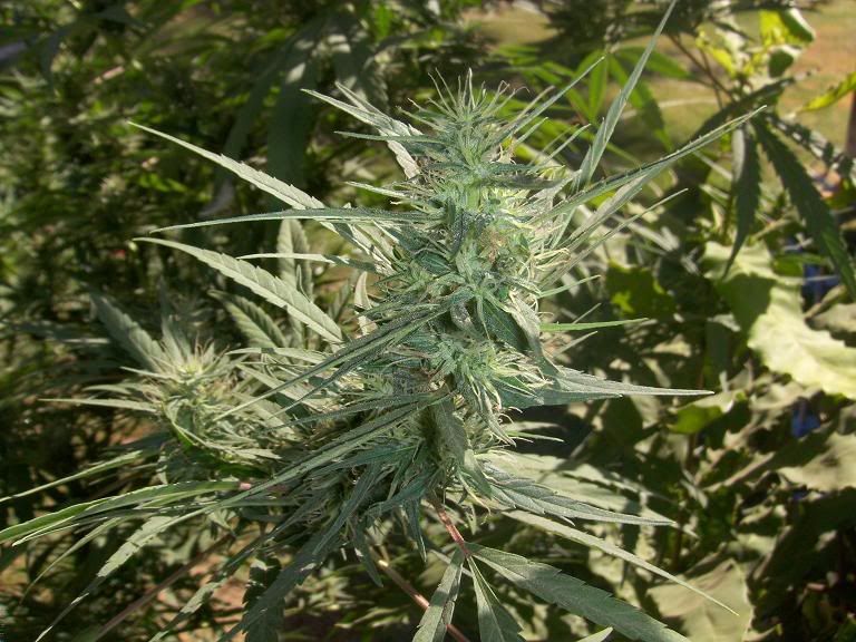 BUD2.jpg