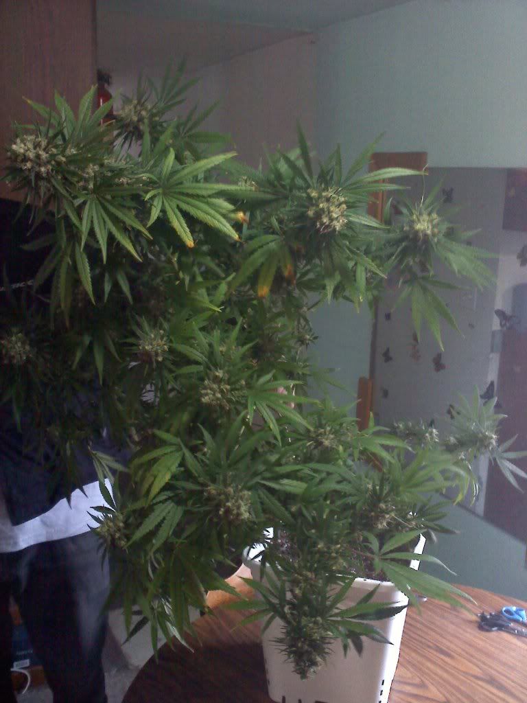 20110319094719.jpg