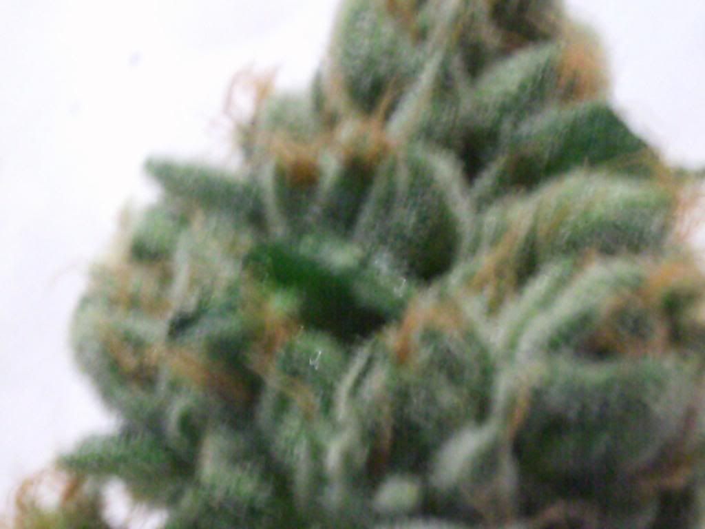 PTDC0230.jpg