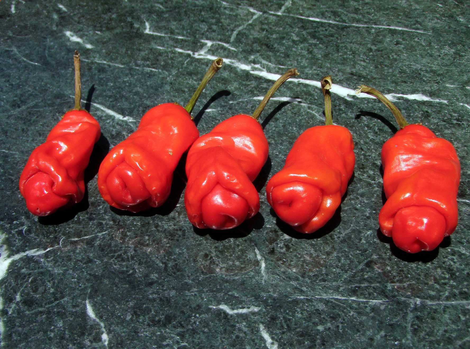 Peter_pepper,Capsicum_annuum_var._annuum_1.jpg