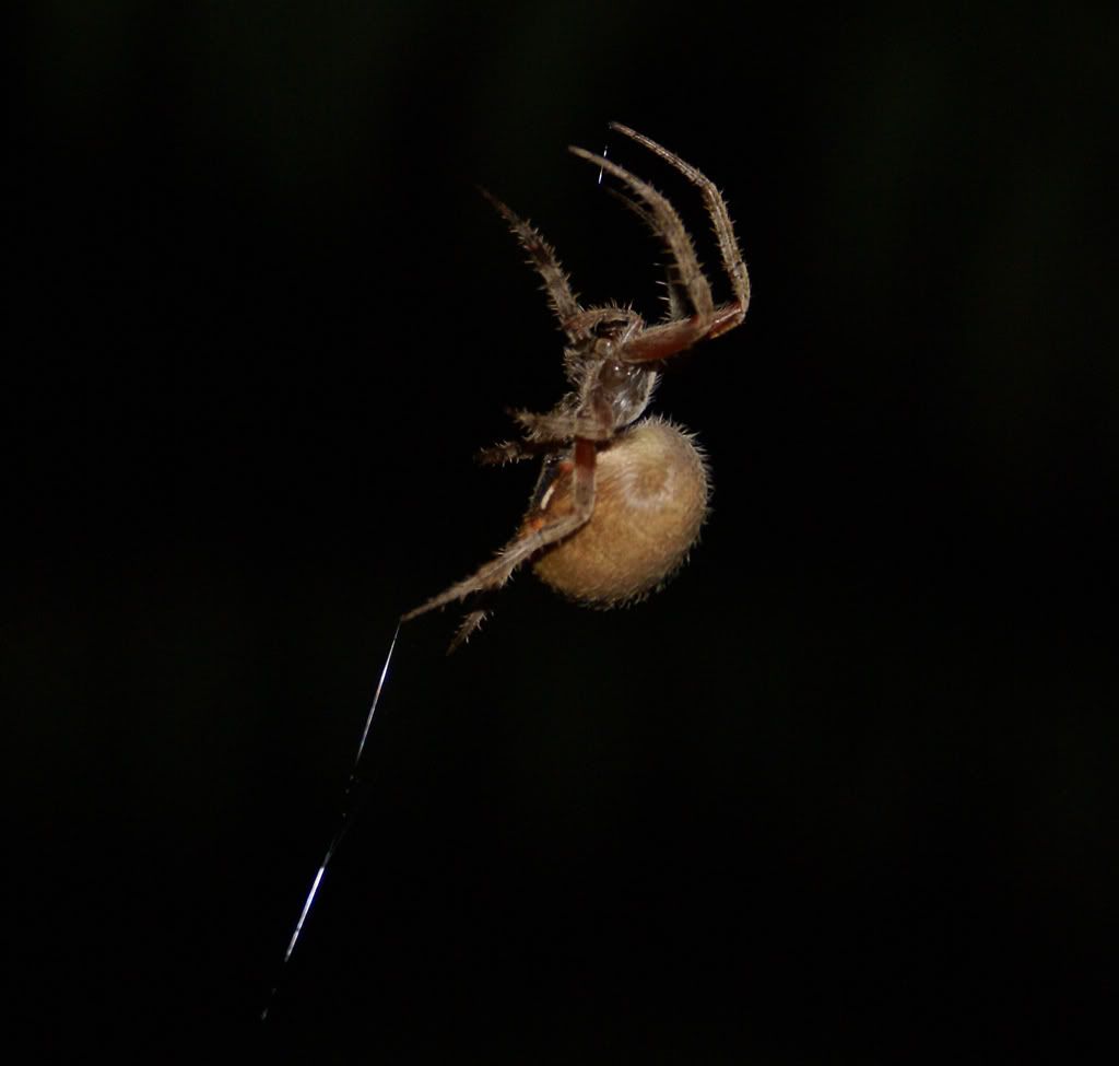 spider2.jpg