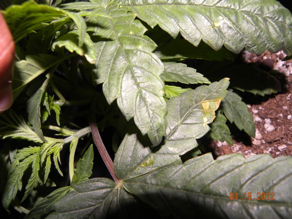DSCN2082.jpg