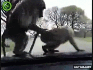 tVOTGfy.gif