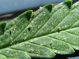 marijuana-plants-on-spider-mites-300x227.jpg