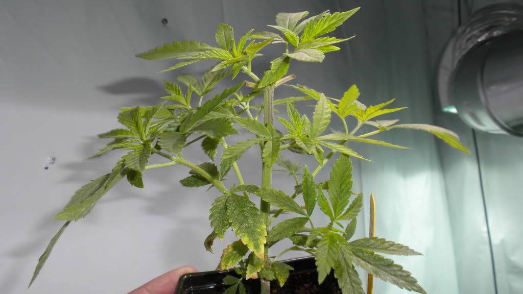 DSCN3509.jpg