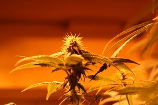 budpics005.jpg