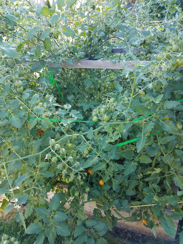 tomato5d.jpg