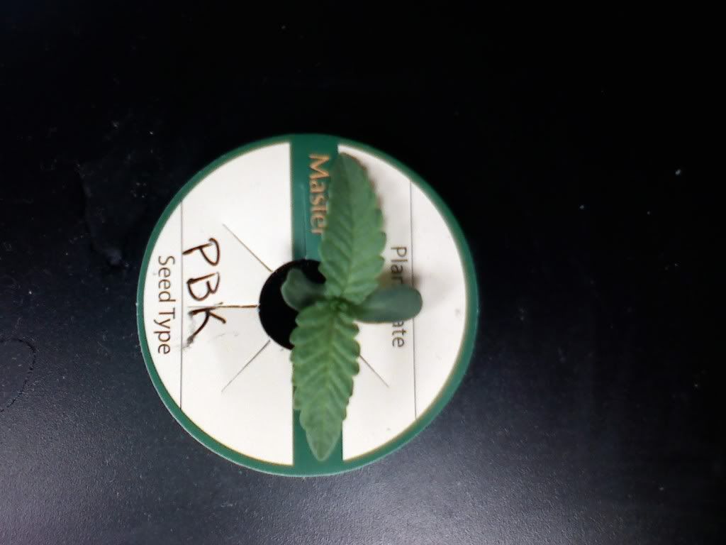 R2PBK.jpg