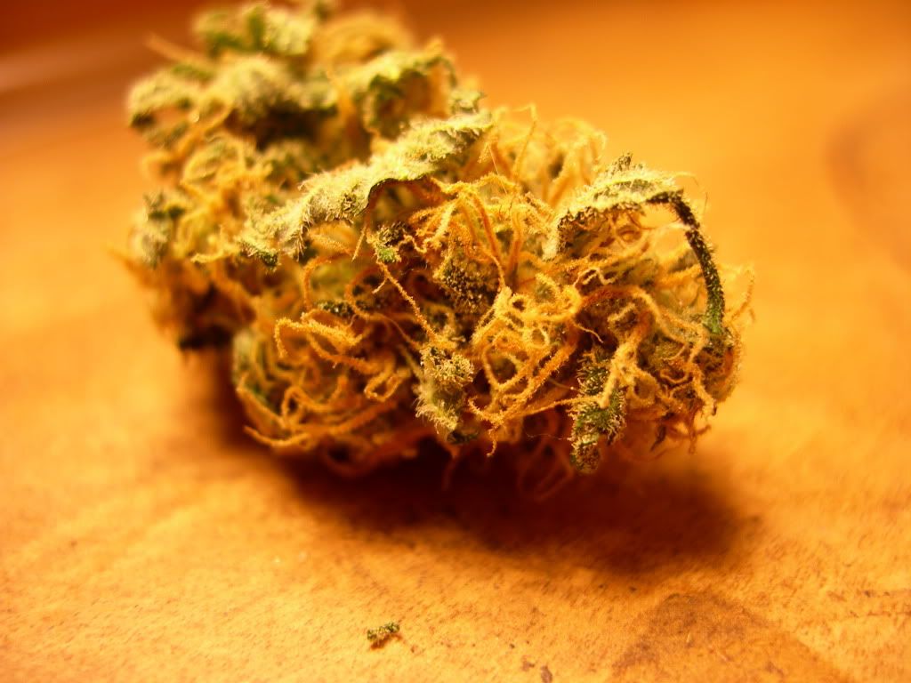 DSCN7007.jpg
