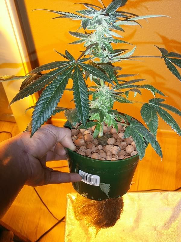 bkhydro2.jpg