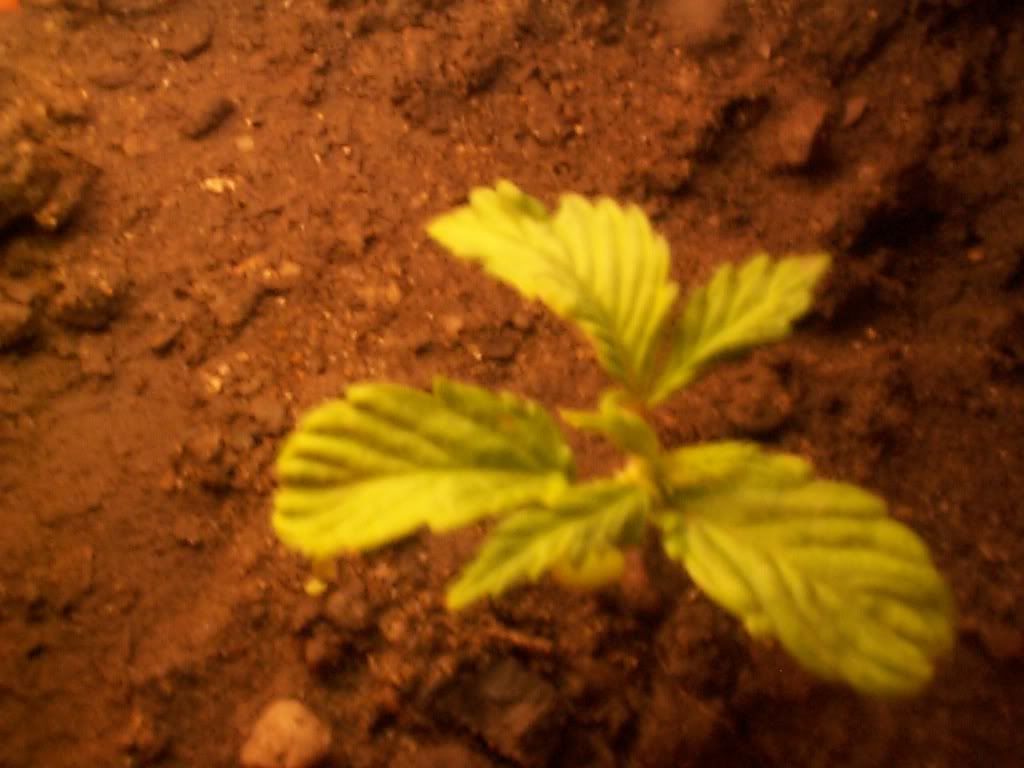 Picture005.jpg