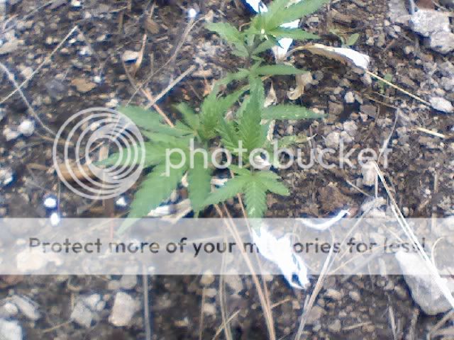 Outdoor1060709.jpg