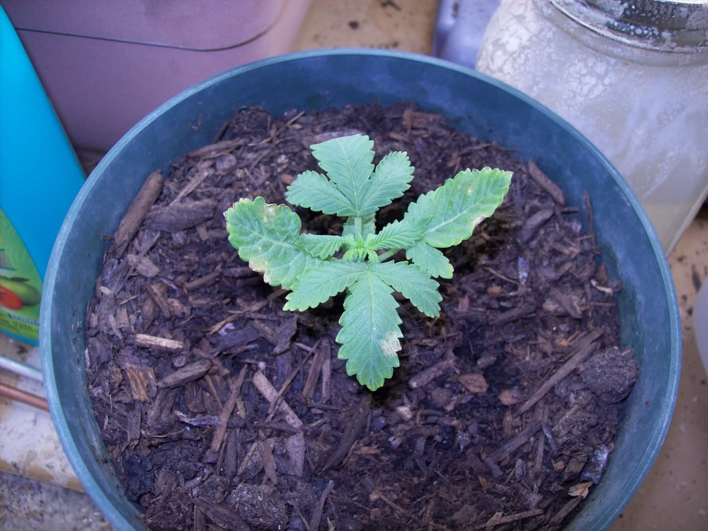 growproblems002.jpg