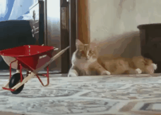 frkd65q.gif