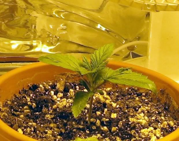 plant1.jpg