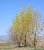 MatureTrees.jpg