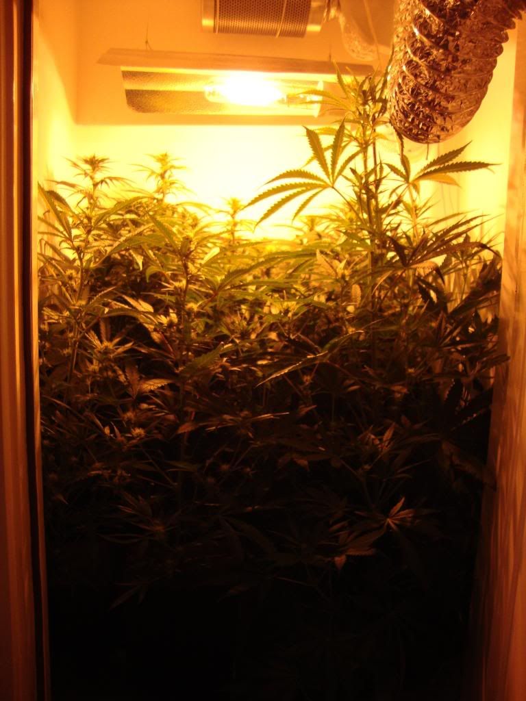 veg004.jpg