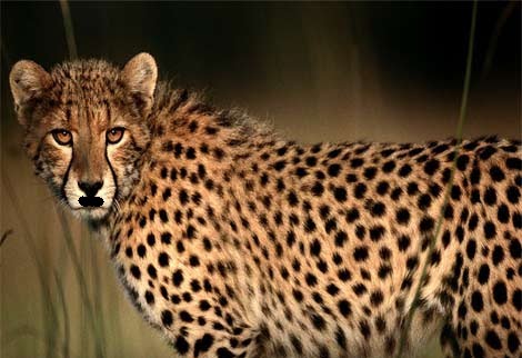 cheetah.bmp