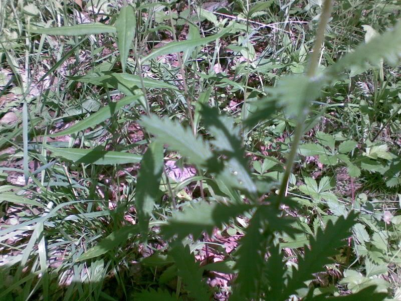 06232008025.jpg