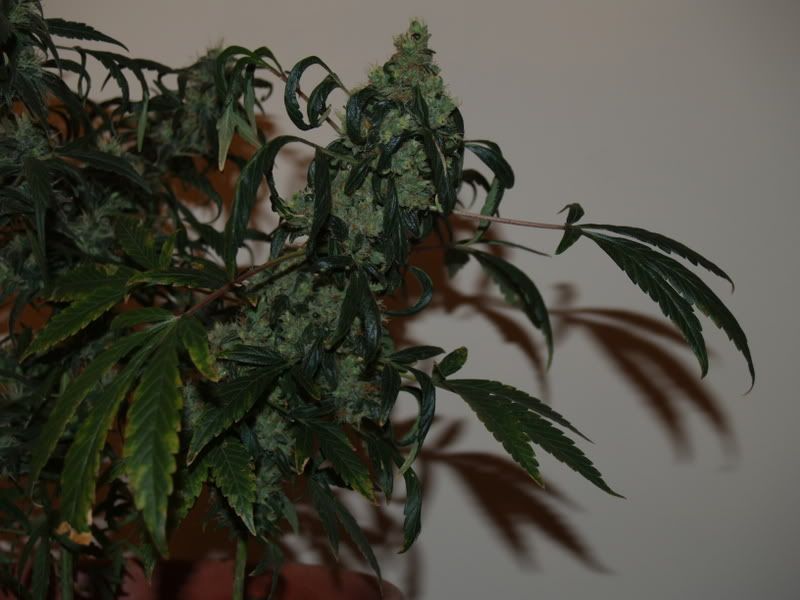 1stb4harvest.jpg