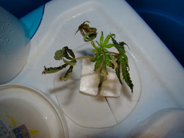 DSC01418.jpg