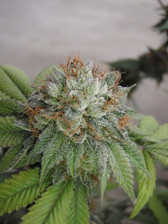 bkharvest6_576x768.jpg