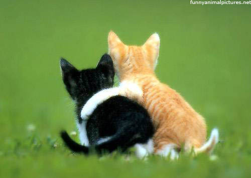 kitten-best-friends.jpg