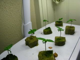 IMG_0417.jpg