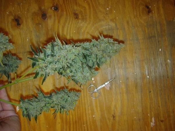 36648jansupersized1.JPG