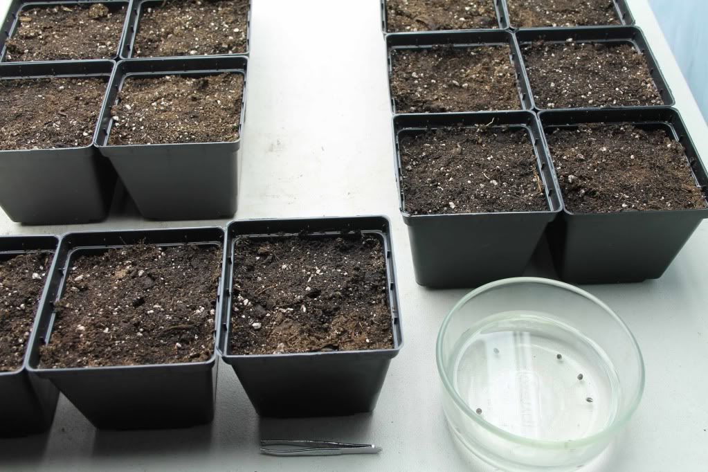 seedling2.jpg