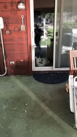 gifs_10.gif