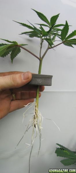 banana_kush_clone_3.jpg