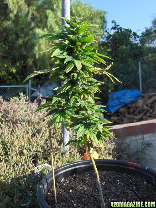 4220.jpg