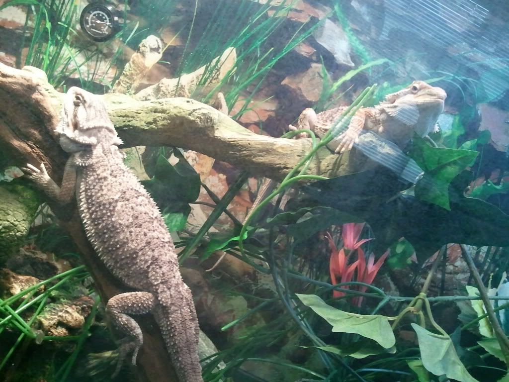 2011-07-18135220.jpg