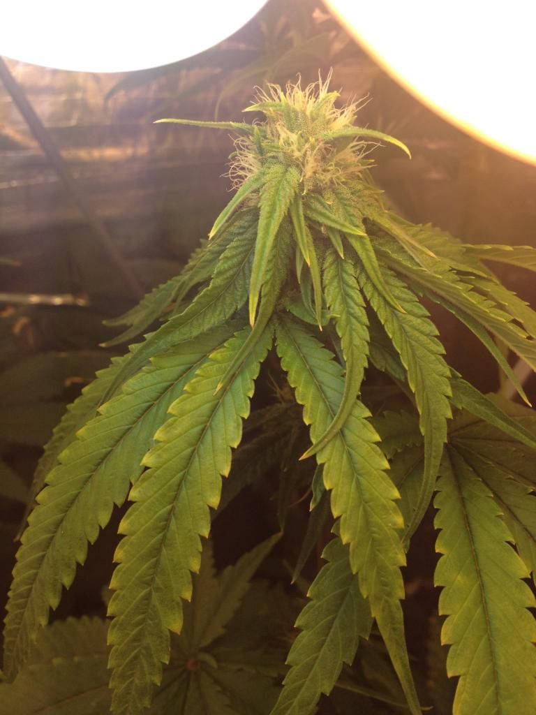 bubbakush_zps7379b841.jpeg