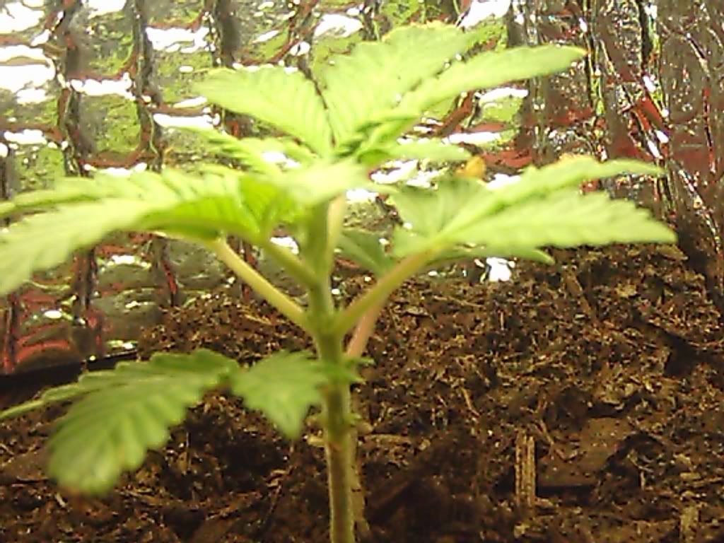myplant29.jpg