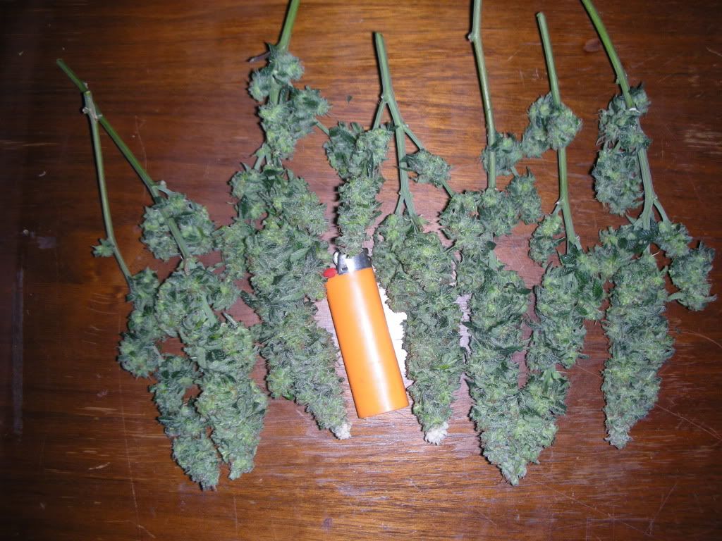 DSCN2529.jpg