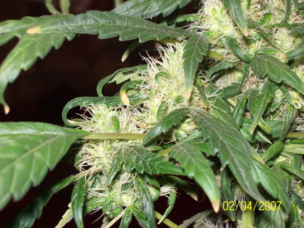 100_8032.jpg