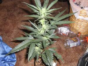 53078Picture_567-thumb.jpg